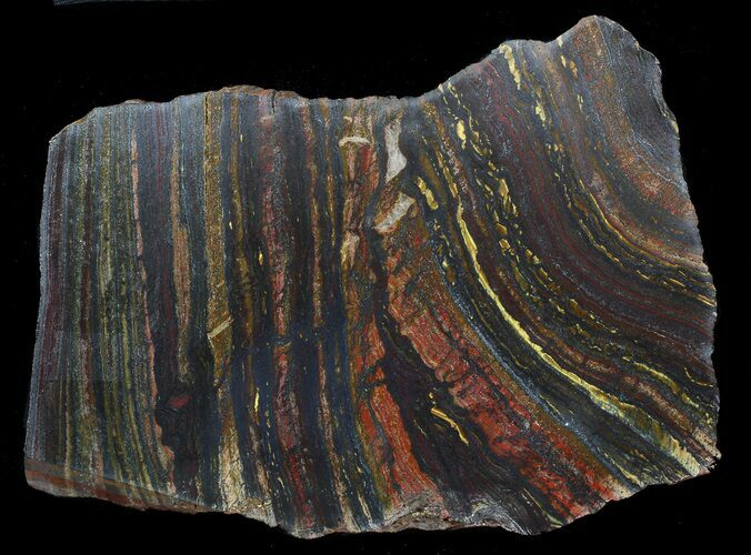 Polished Tiger Iron Stromatolite - ( Billion Years) #62629
